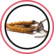 prosolution ingredient Cordyceps