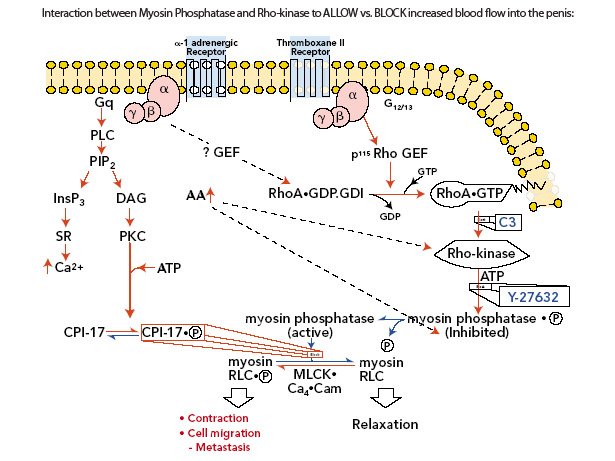 myosin_phosphatase